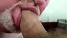 Daddy bear sucking cock